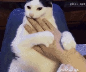 32 Animals with Unusual Phobias: An Insight into Their Quirky Fears