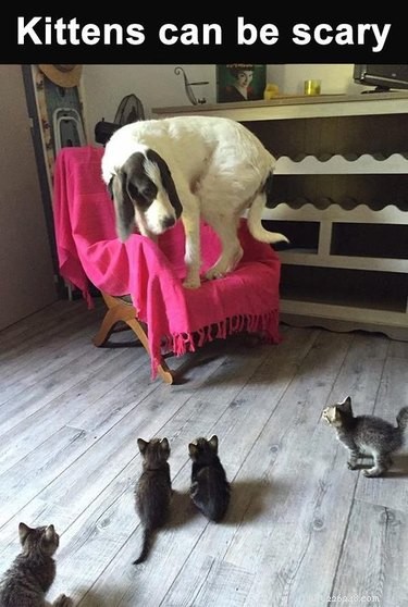 32 Animals with Unusual Phobias: An Insight into Their Quirky Fears