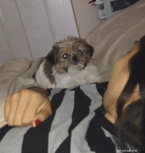 32 Animals with Unusual Phobias: An Insight into Their Quirky Fears