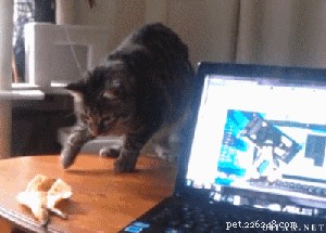 32 Animals with Unusual Phobias: An Insight into Their Quirky Fears