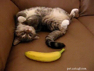 32 Animals with Unusual Phobias: An Insight into Their Quirky Fears