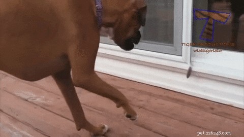 32 Animals with Unusual Phobias: An Insight into Their Quirky Fears