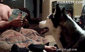 32 Animals with Unusual Phobias: An Insight into Their Quirky Fears
