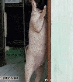 32 Animals with Unusual Phobias: An Insight into Their Quirky Fears