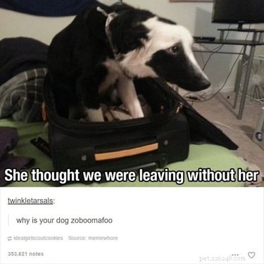 32 Animals with Unusual Phobias: An Insight into Their Quirky Fears