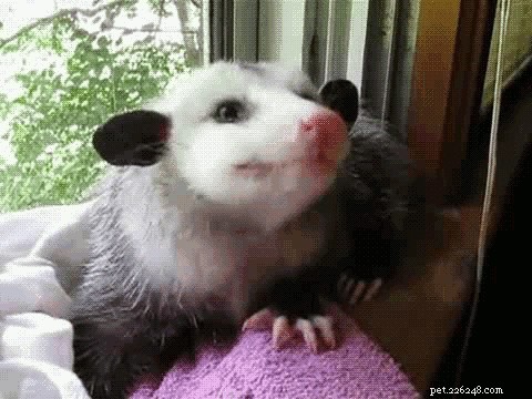 Florida Liquor Store Break-In: Opossum Drinks Bourbon, Owner Surprised