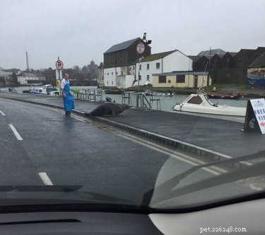 Irish Fishmonger Handles Repeat Seal Visit in Wicklow