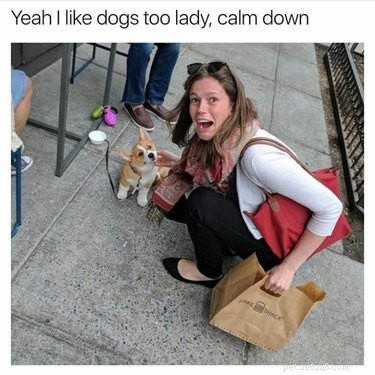 29 Hilarious Corgi Memes That Will Make Every Dog Lover Laugh