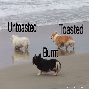 29 Hilarious Corgi Memes That Will Make Every Dog Lover Laugh