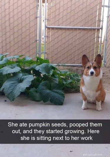 29 Hilarious Corgi Memes That Will Make Every Dog Lover Laugh