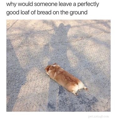 29 Hilarious Corgi Memes That Will Make Every Dog Lover Laugh