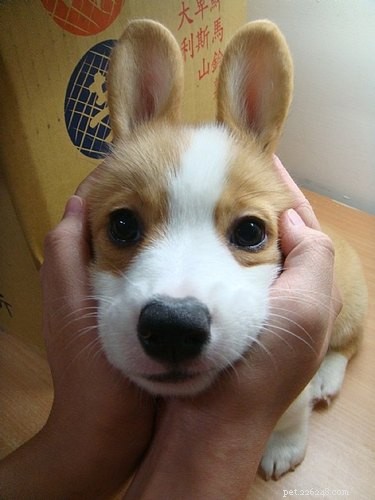 29 Hilarious Corgi Memes That Will Make Every Dog Lover Laugh