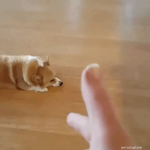 29 Hilarious Corgi Memes That Will Make Every Dog Lover Laugh