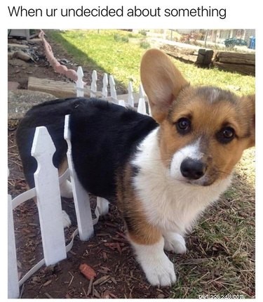 29 Hilarious Corgi Memes That Will Make Every Dog Lover Laugh