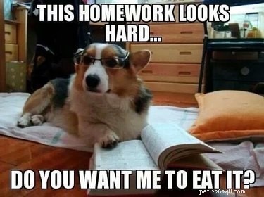 29 Hilarious Corgi Memes That Will Make Every Dog Lover Laugh