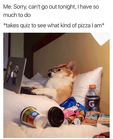 29 Hilarious Corgi Memes That Will Make Every Dog Lover Laugh