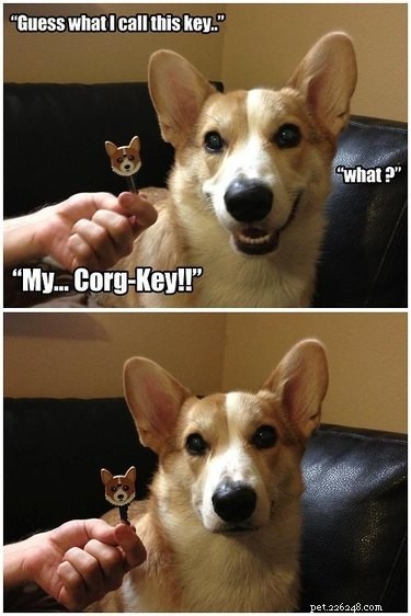 29 Hilarious Corgi Memes That Will Make Every Dog Lover Laugh