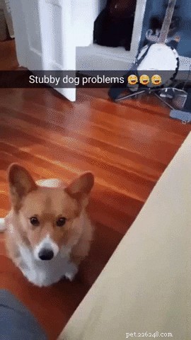 29 Hilarious Corgi Memes That Will Make Every Dog Lover Laugh