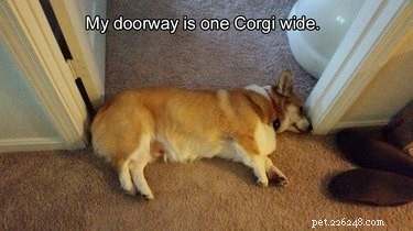 29 Hilarious Corgi Memes That Will Make Every Dog Lover Laugh