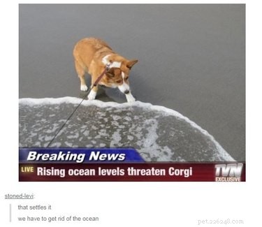 29 Hilarious Corgi Memes That Will Make Every Dog Lover Laugh