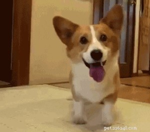 29 Hilarious Corgi Memes That Will Make Every Dog Lover Laugh