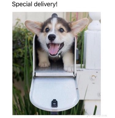 29 Hilarious Corgi Memes That Will Make Every Dog Lover Laugh
