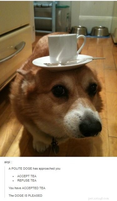 29 Hilarious Corgi Memes That Will Make Every Dog Lover Laugh