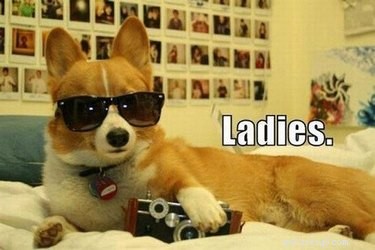 29 Hilarious Corgi Memes That Will Make Every Dog Lover Laugh
