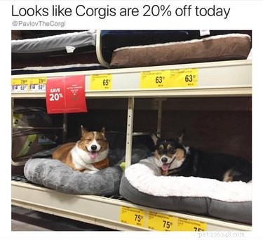 29 Hilarious Corgi Memes That Will Make Every Dog Lover Laugh