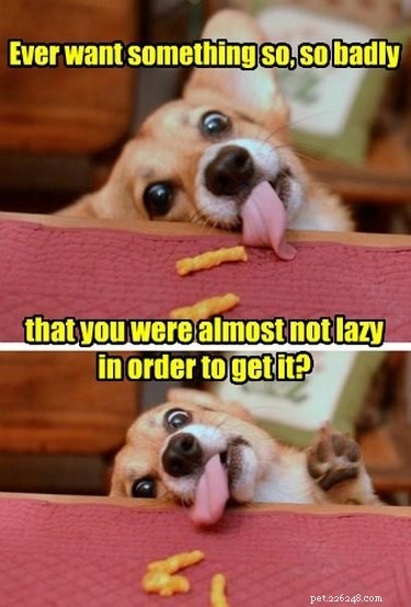 29 Hilarious Corgi Memes That Will Make Every Dog Lover Laugh