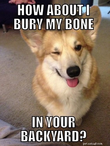 29 Hilarious Corgi Memes That Will Make Every Dog Lover Laugh
