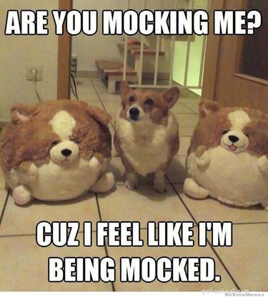 29 Hilarious Corgi Memes That Will Make Every Dog Lover Laugh