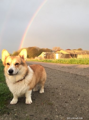 29 Hilarious Corgi Memes That Will Make Every Dog Lover Laugh
