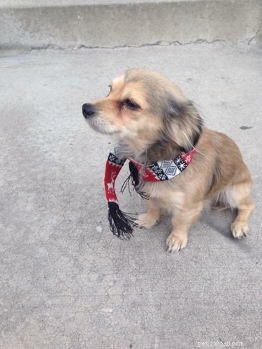 23 Pets Who Earned Santa’s Praise This Holiday Season