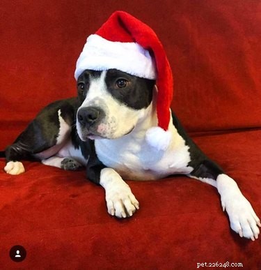 23 Pets Who Earned Santa’s Praise This Holiday Season