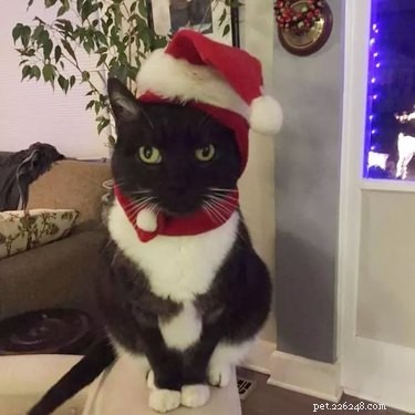 23 Pets Who Earned Santa’s Praise This Holiday Season