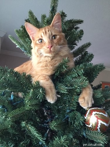23 Pets Who Earned Santa’s Praise This Holiday Season