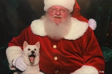 23 Pets Who Earned Santa’s Praise This Holiday Season