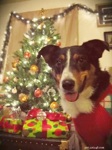 23 Pets Who Earned Santa’s Praise This Holiday Season