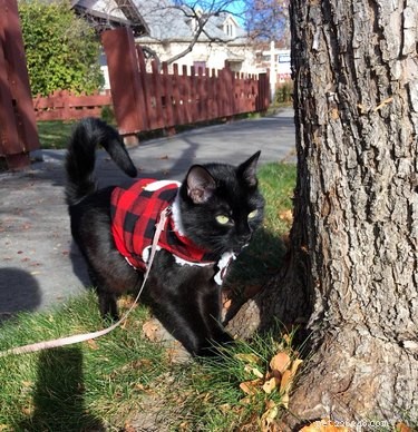23 Pets Who Earned Santa’s Praise This Holiday Season