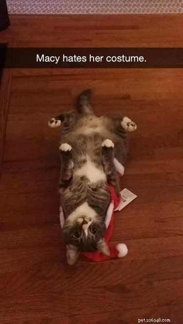 23 Pets Who Earned Santa’s Praise This Holiday Season
