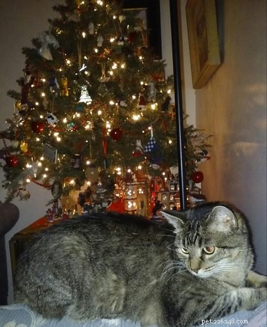23 Pets Who Earned Santa’s Praise This Holiday Season