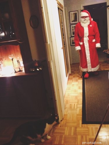 23 Pets Who Earned Santa’s Praise This Holiday Season