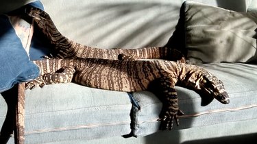 Australian Zoologist Trains Monitor Lizards to Wave in New Video