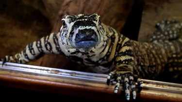 Australian Zoologist Trains Monitor Lizards to Wave in New Video