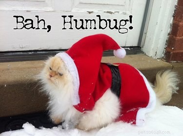 15 Pets Who Remain Unmoved by Christmas