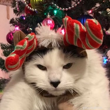 15 Pets Who Remain Unmoved by Christmas
