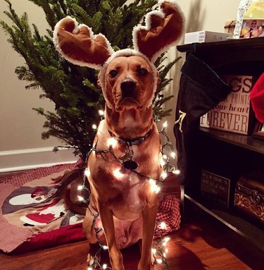15 Pets Who Remain Unmoved by Christmas