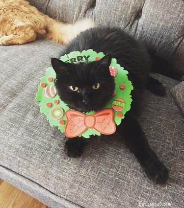 15 Pets Who Remain Unmoved by Christmas