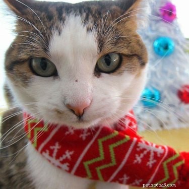 15 Pets Who Remain Unmoved by Christmas